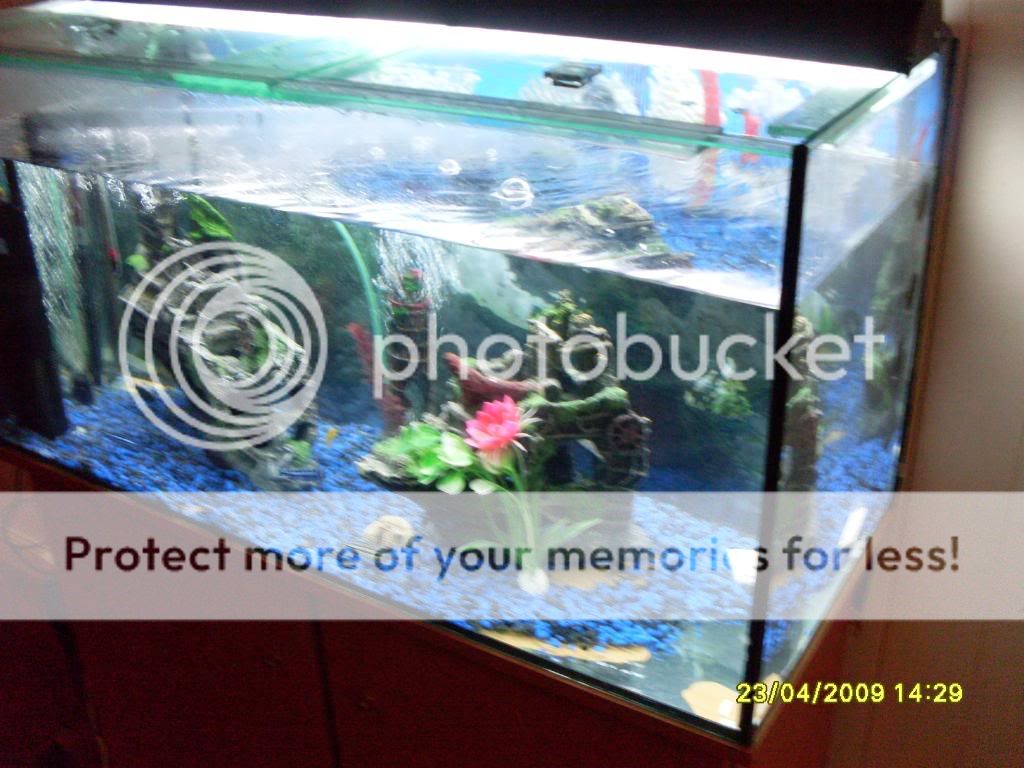myfishtank40g005.jpg