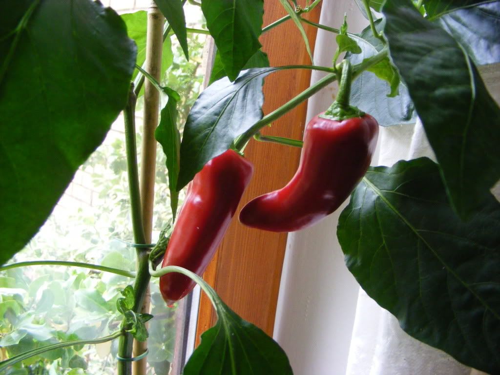 DSCF3211.jpg