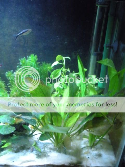 newplants006.jpg