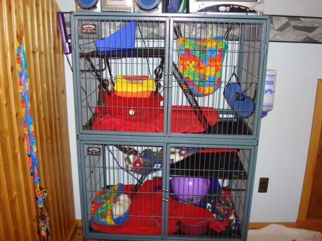 ferrets001.jpg