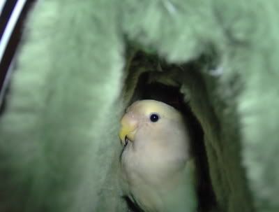 Lovebird2.jpg