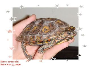Steverinoat1.jpg