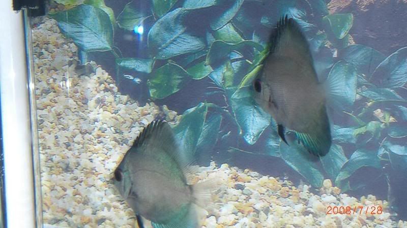 discus13.jpg