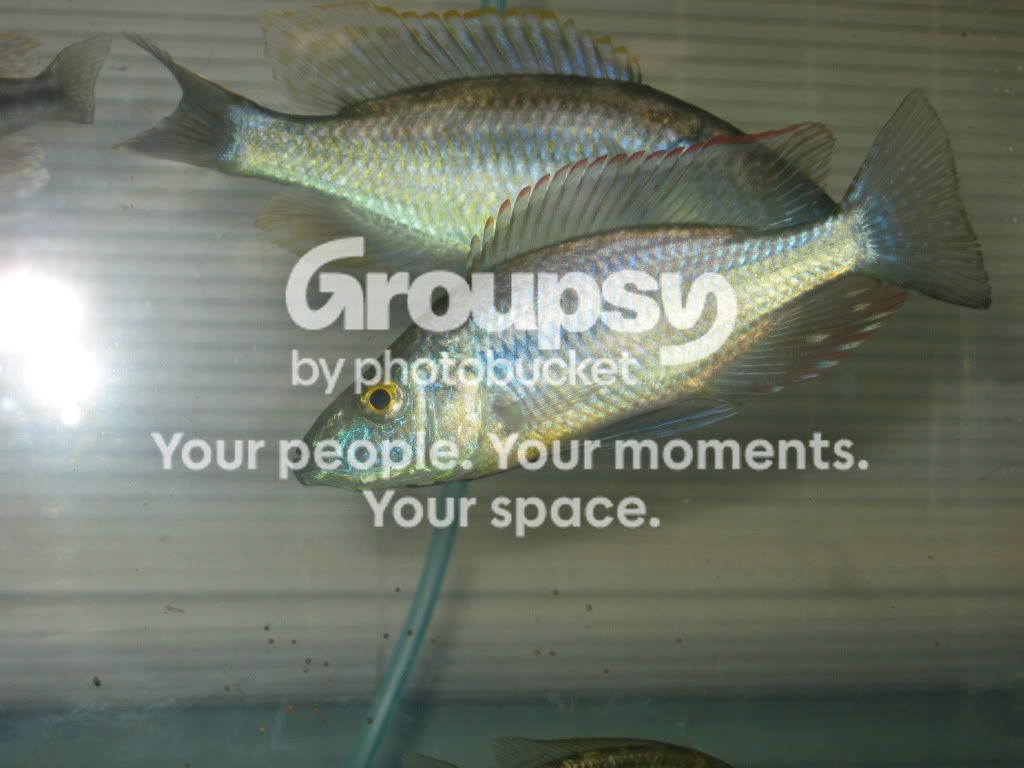 SpringFishExpo10041.jpg