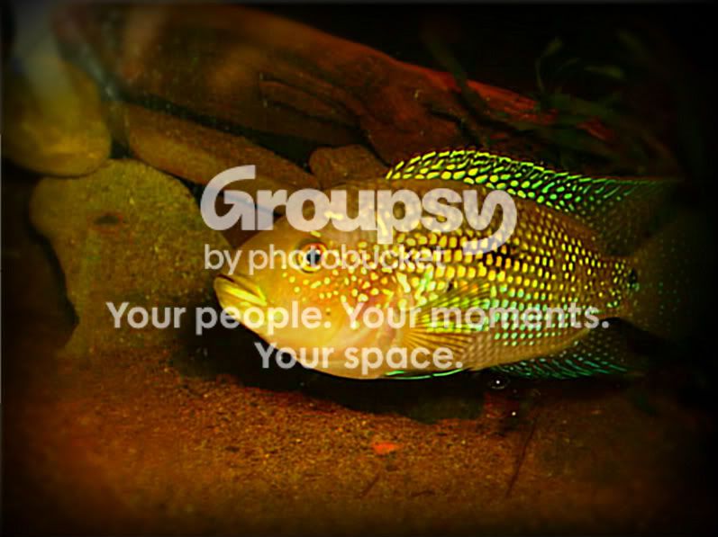 jackdempsey002-1-1.jpg