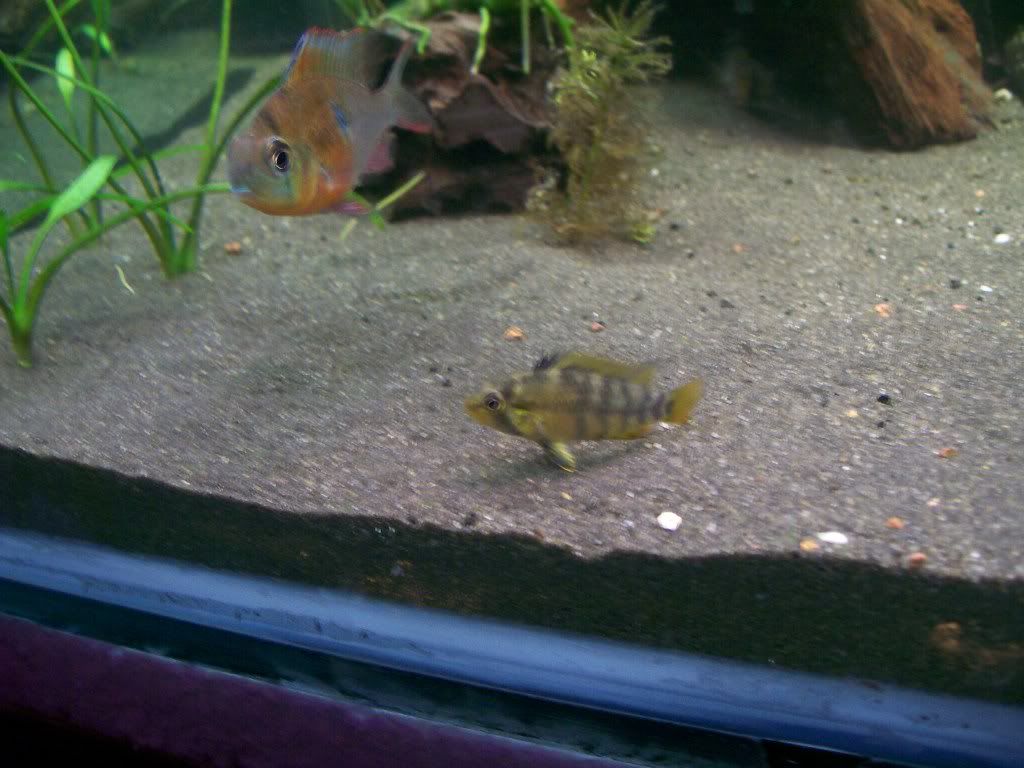 fish016.jpg