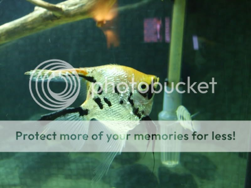 DSCF2214.jpg