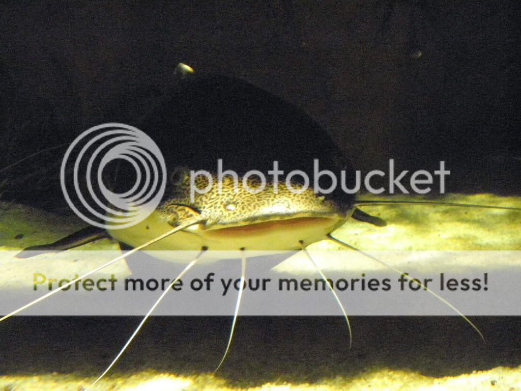 Aquarium41.jpg