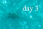 Trilineatus_day3.png