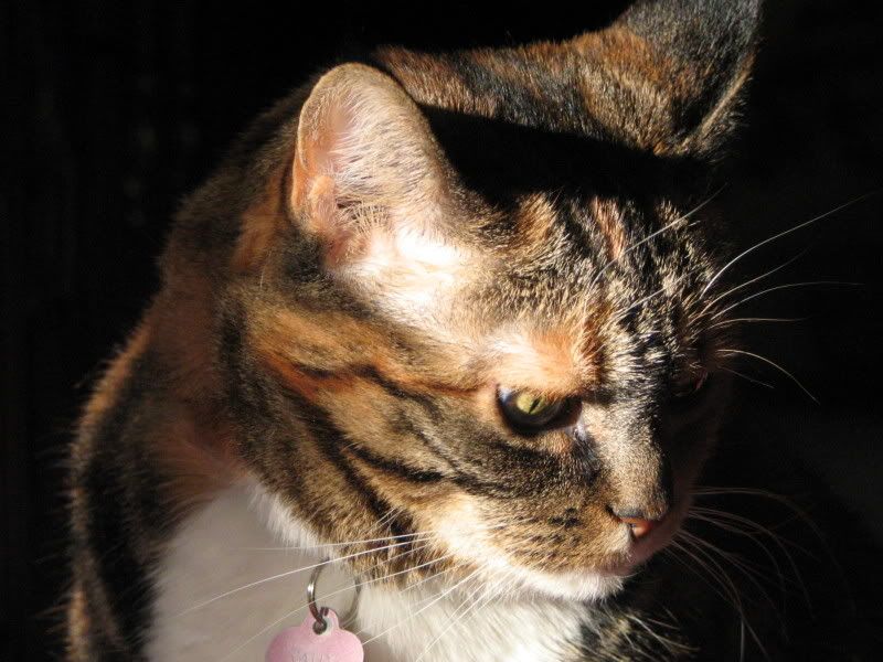 catsinsun015.jpg
