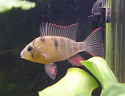 BolivianRam2.jpg