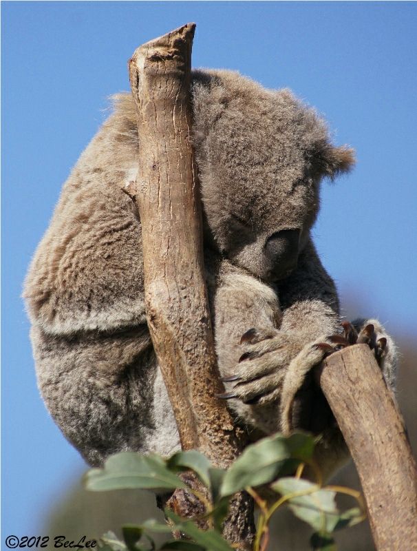 Koala19thAug2012c.jpg