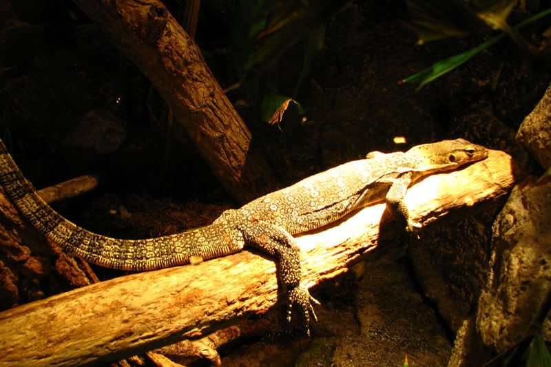 lizard1.jpg