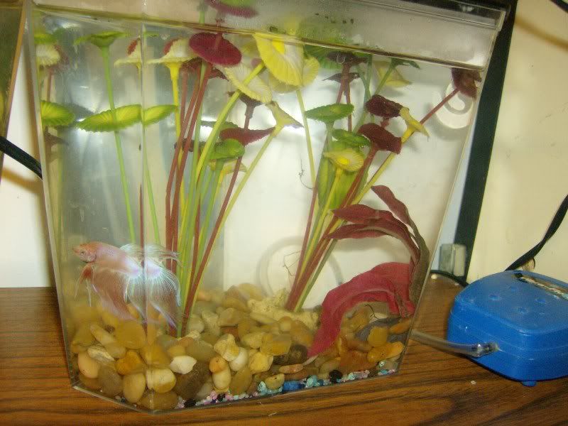 bettas007.jpg