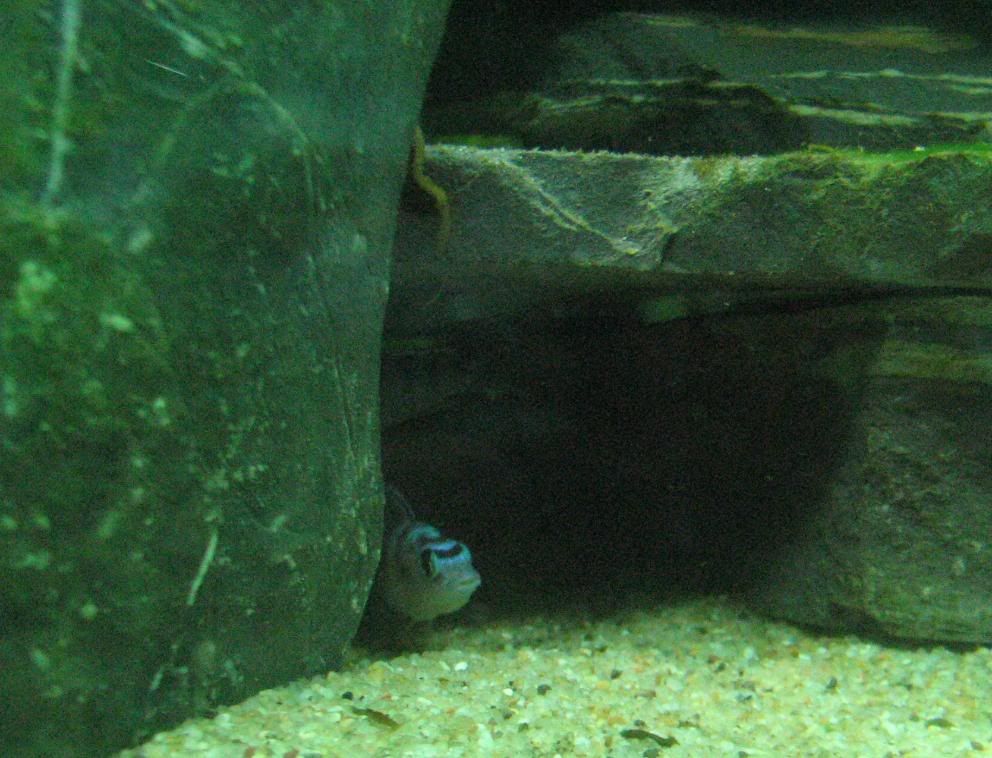 FishTank129.jpg