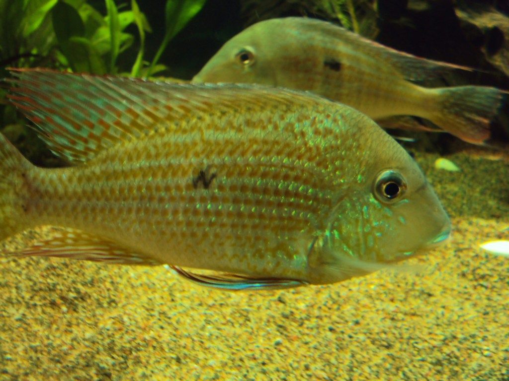 fishu009.jpg