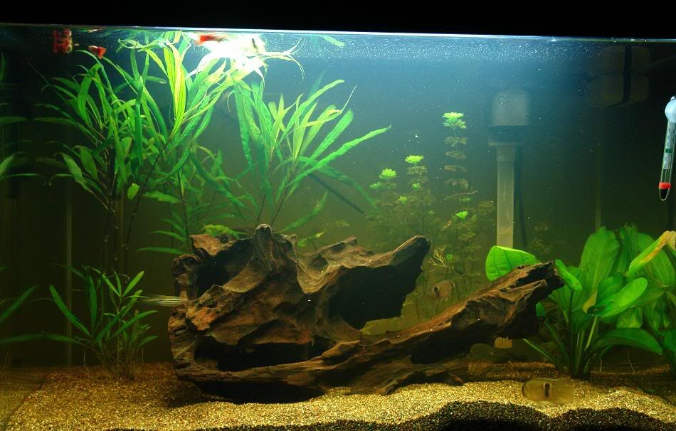 TANK1.jpg