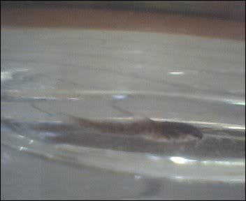 Cam00005-10.jpg