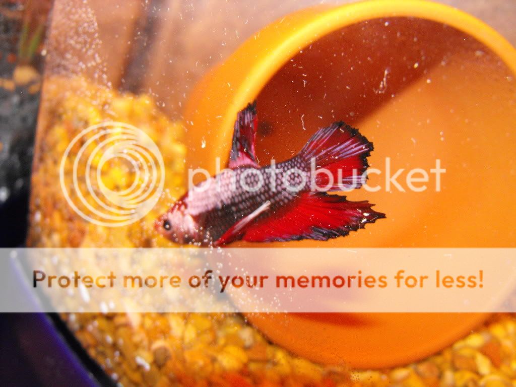 Copyofnewfish011.jpg