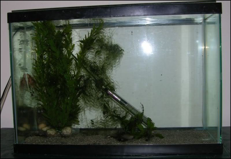 Marmaladein20gal.jpg