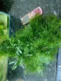 moss3.jpg