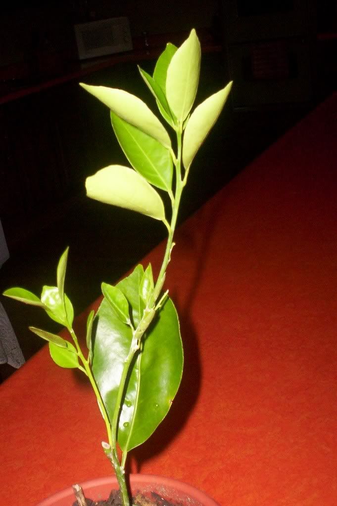 orangetree.jpg