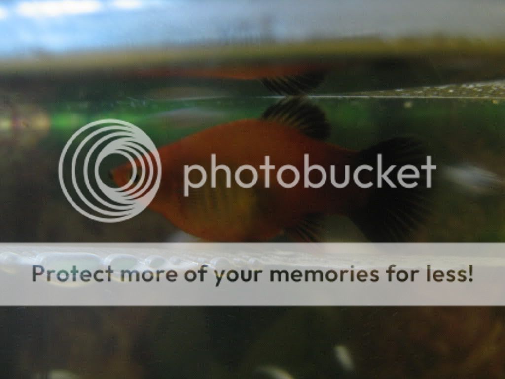 fish052.jpg