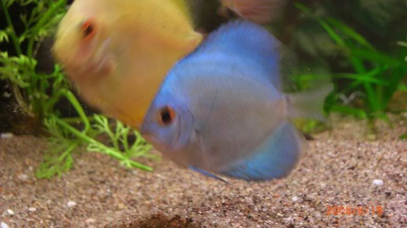 discus8.jpg