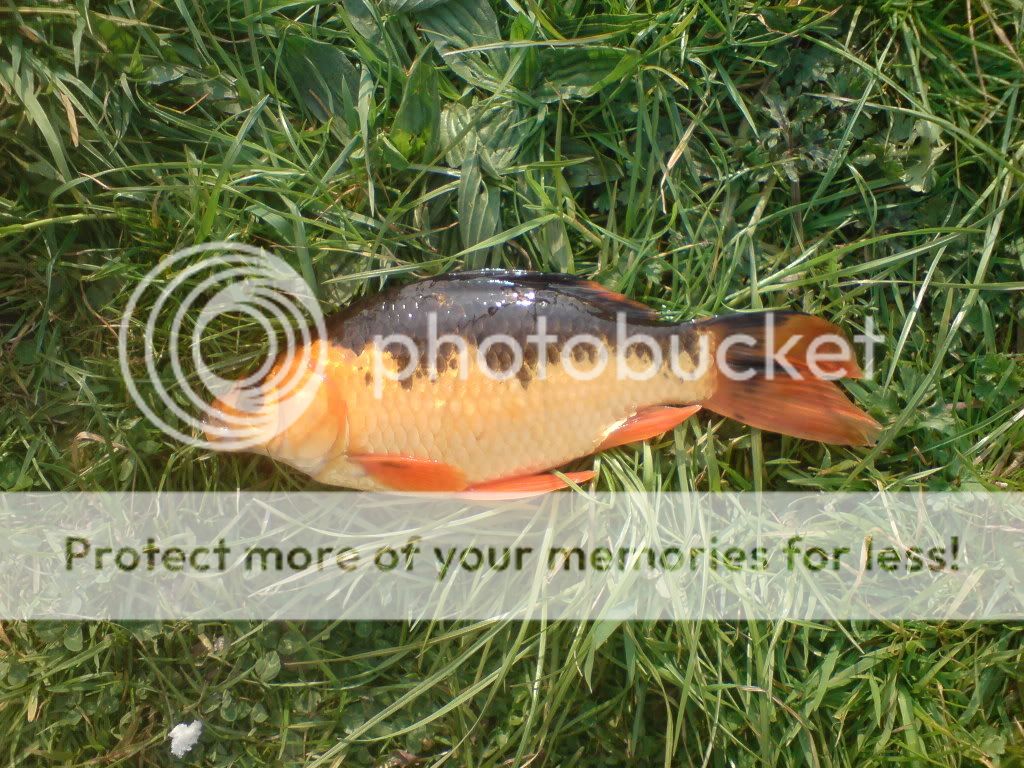 koi12thapril07.jpg