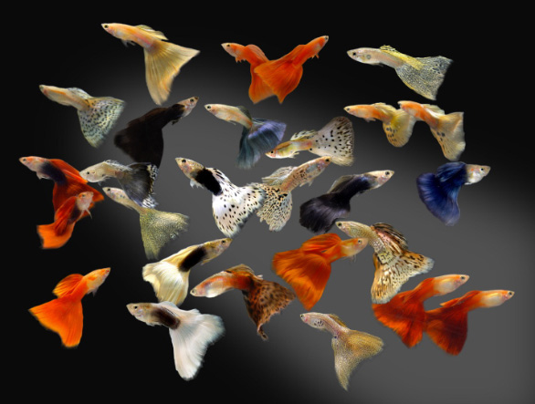 guppies.jpg