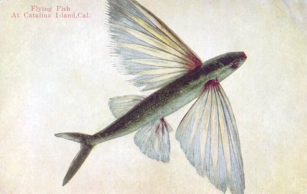 FlyFish.jpg
