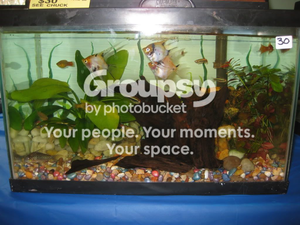 SpringFishExpo10051.jpg
