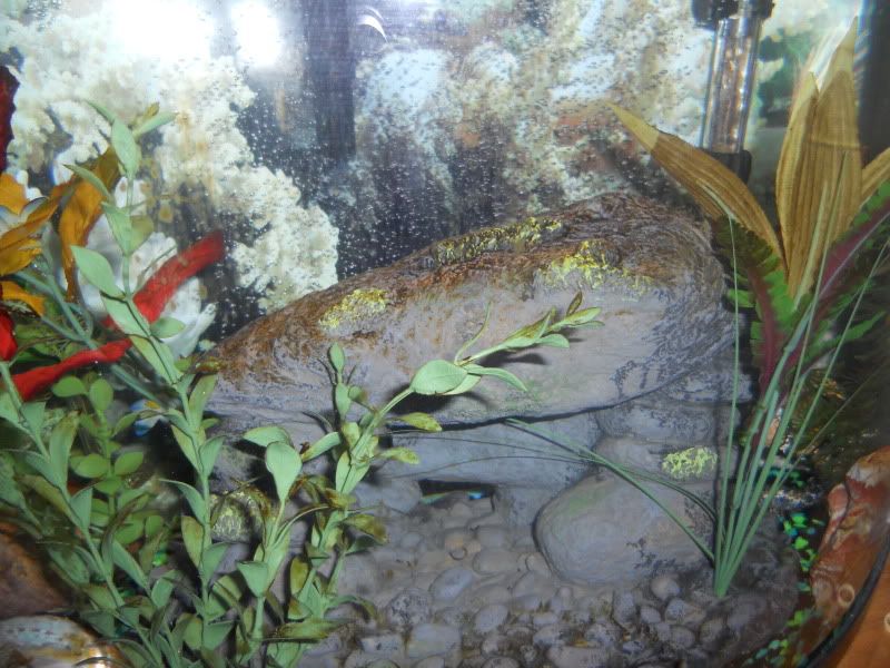 DSCN1633.jpg