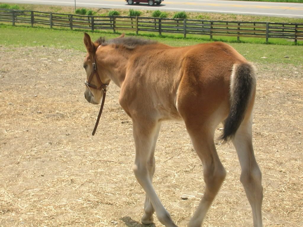 horses12044.jpg