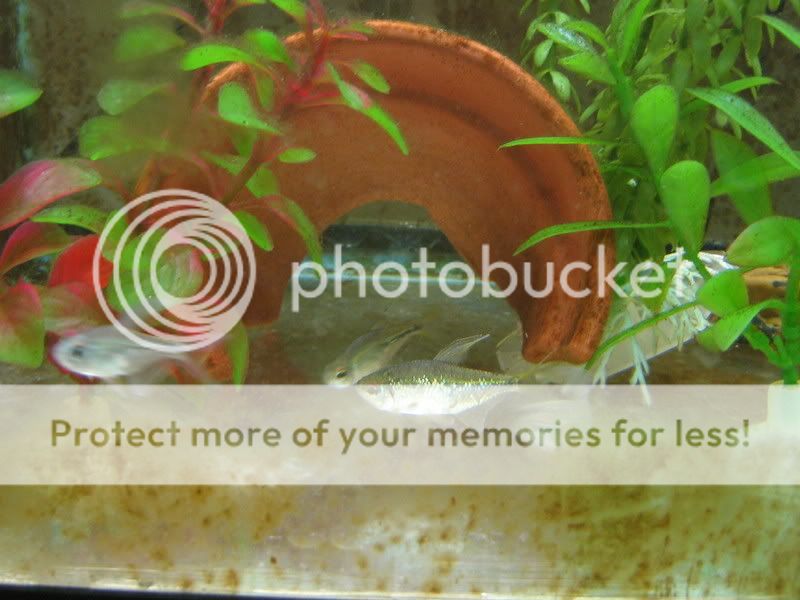 PictureorVideo414.jpg