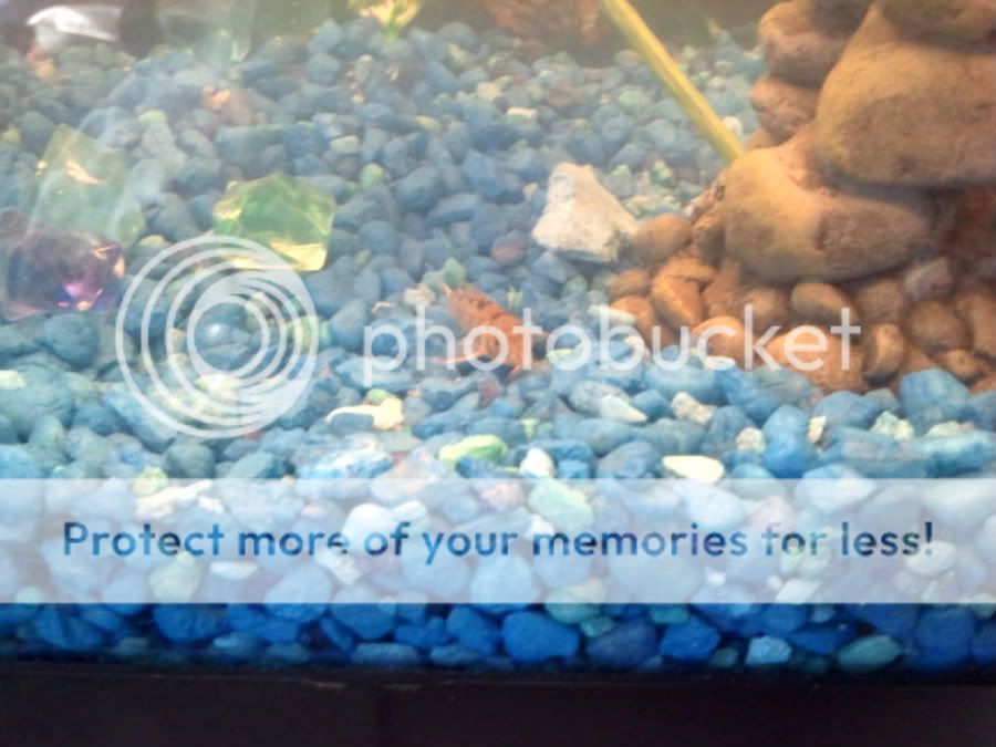 firstcories.jpg
