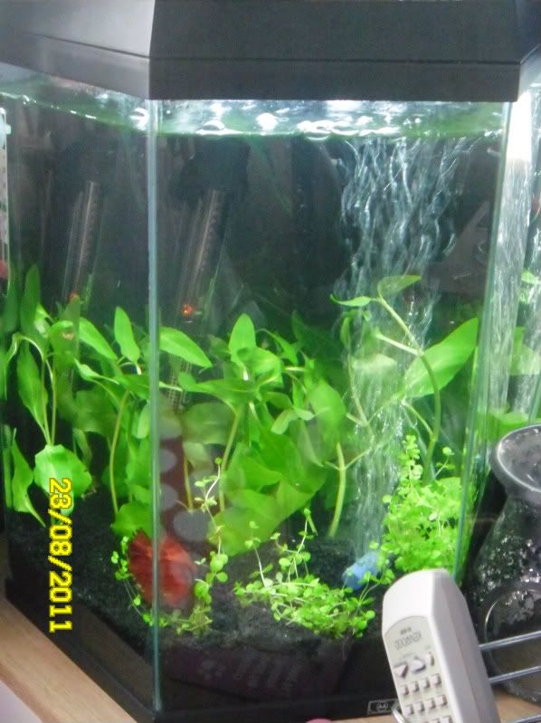 Bettas038.jpg