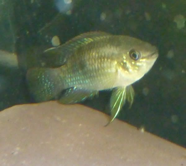 curviceps_female.jpg