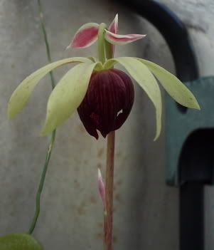 CobraLillyflower.jpg