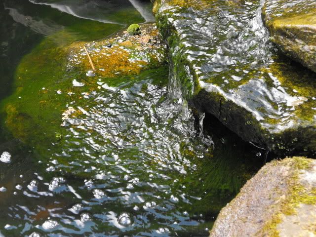 2010_0509algae0006.jpg