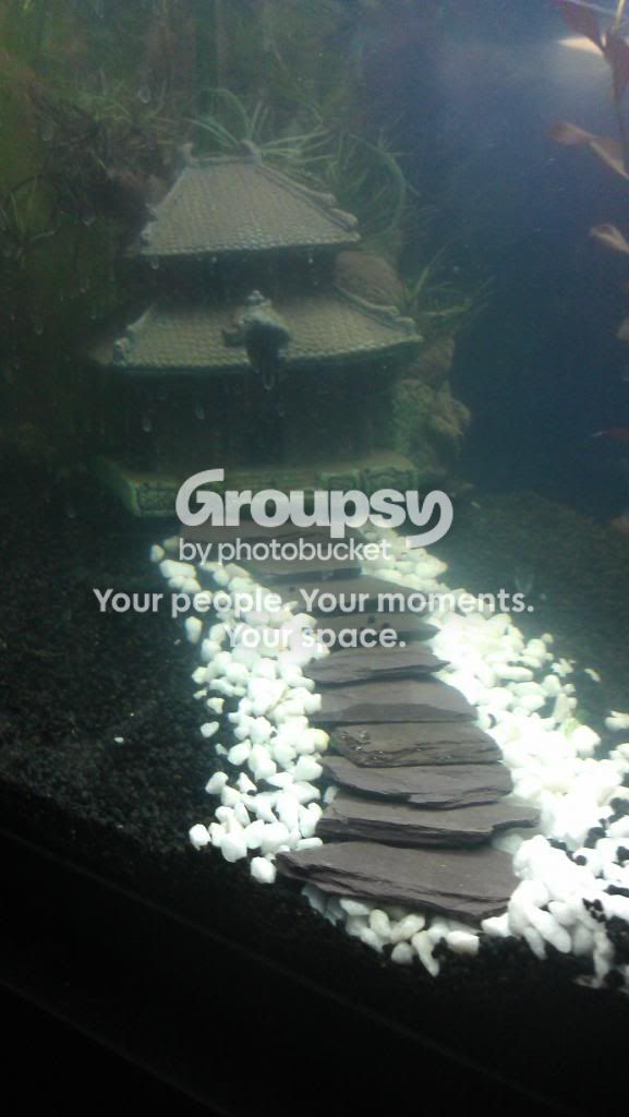 IMAG0290_zpsea129100.jpg