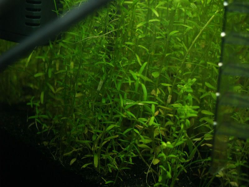 Fishcube38.jpg