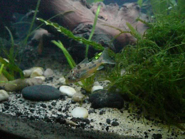 5-27-10a.jpg