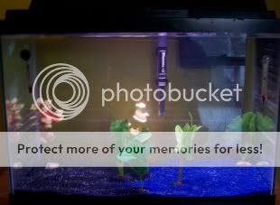 Aquariumpicture.jpg