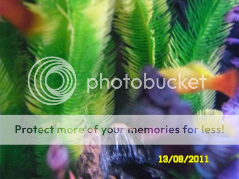 Bettas035.jpg