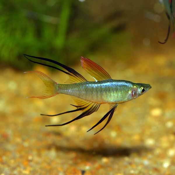 Iriatherina-werneri_02.jpg