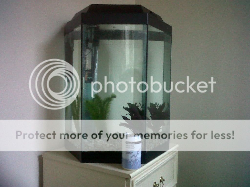 IMG00319-20101127-1506.jpg