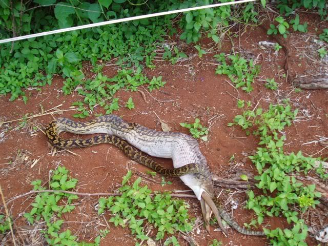 snake14.jpg