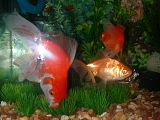 th_GoldfishTank9.jpg