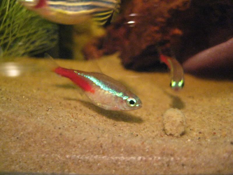 fish002.jpg